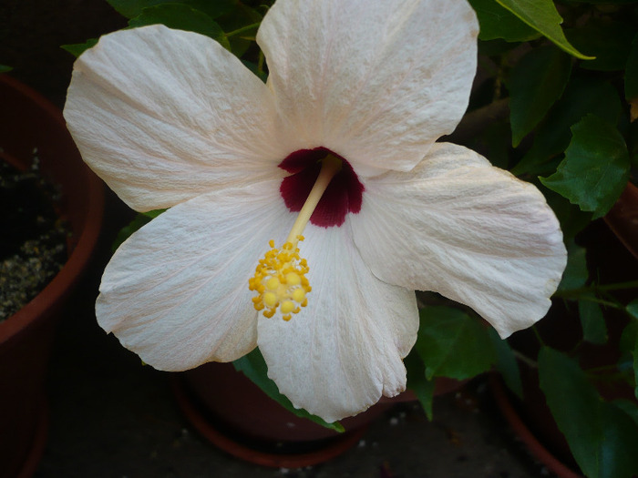 P1090493 - HIBISCUSI 2011-2