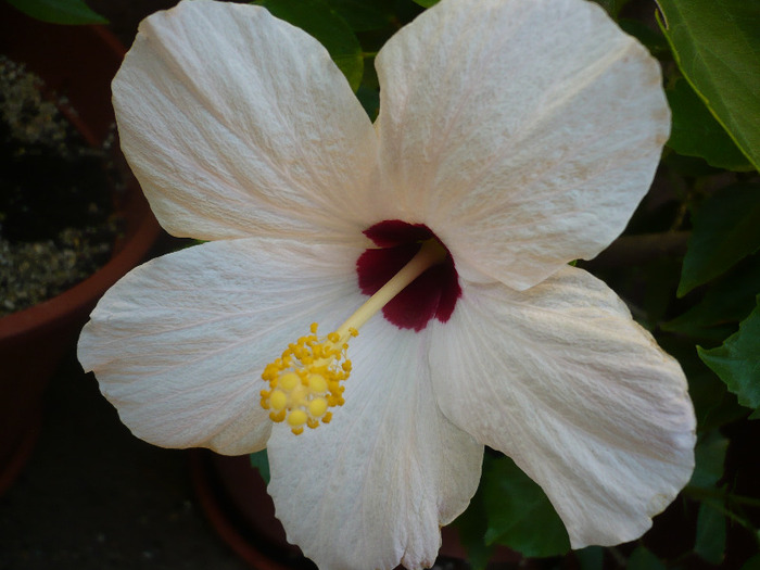 P1090494 - HIBISCUSI 2011-2