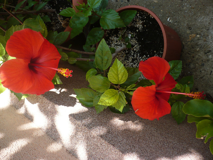 P1090495 - HIBISCUSI 2011-2