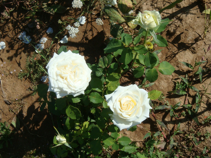Pascali - Trandafiri