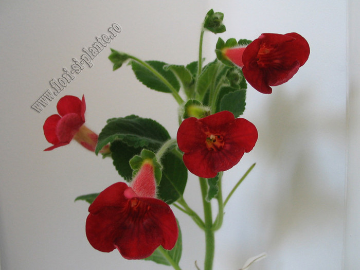 Kohleria Tjurig Bjorn 4