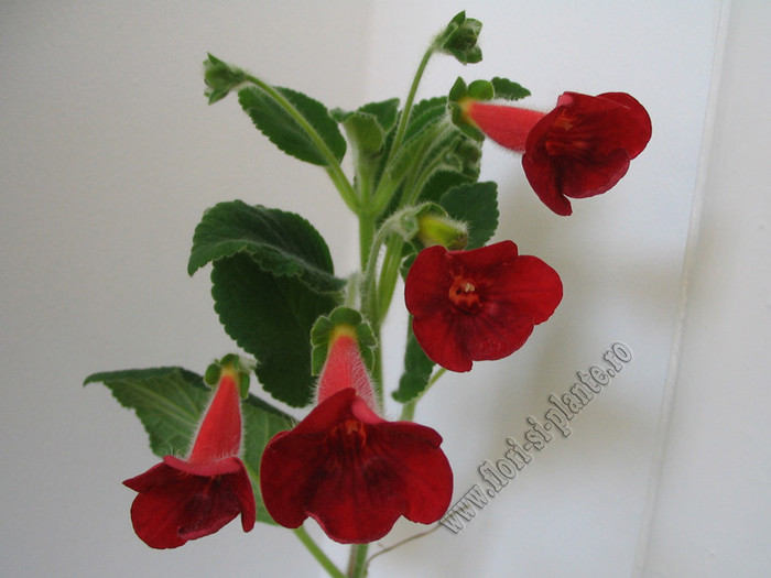 Kohleria Tjurig Bjorn 5