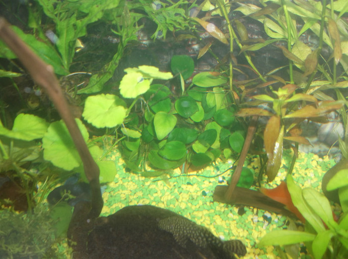 anubias - plante acvariu