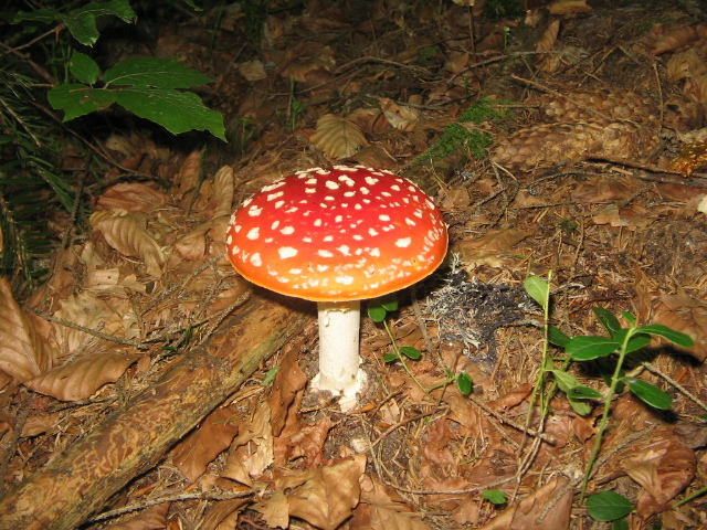 IMG_5442; Frumoasă şi periculoasă
