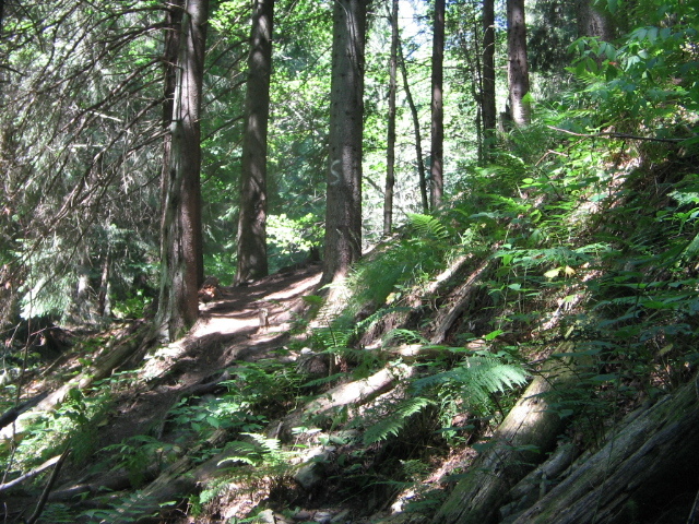 IMG_5444; Spre cascada Miss, semnul pe copaci pentru cascadă este: S
