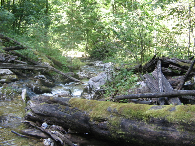 IMG_5600; Cheile Boghii
