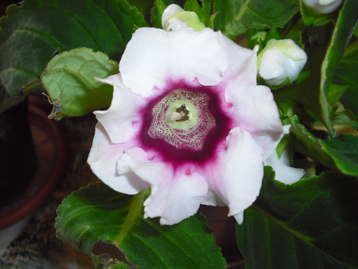 CIMG6401 - gloxinia 2011