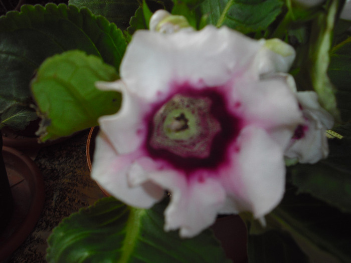 CIMG6403 - gloxinia 2011