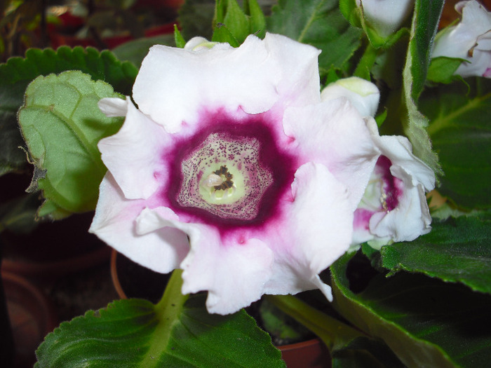 CIMG6404 - gloxinia 2011