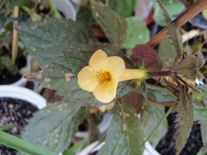 achimenes galben - Gesneriaceae-Streptocarpusi