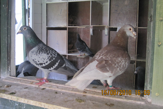 cuplu bricoux - Pigeons Maraton