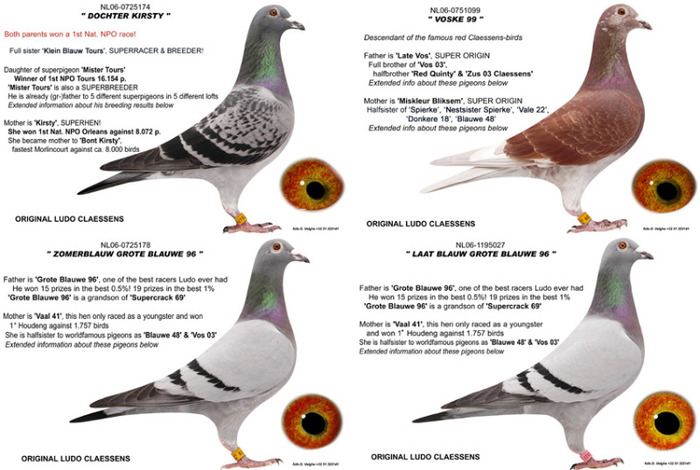 Ludo_Classene - Pigeons Maraton