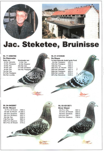 steketee-foto (550 x 802) - Pigeons Maraton