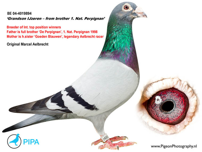 BE04-4019894 - Pigeons Maraton