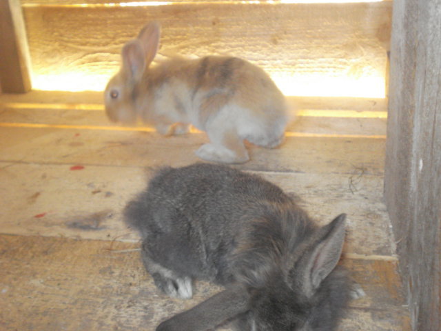 DSC08364 - Iepuri