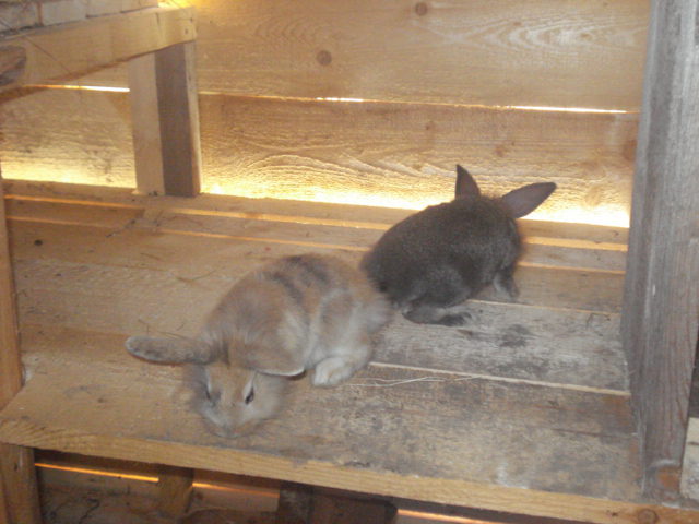 DSC08366 - Iepuri