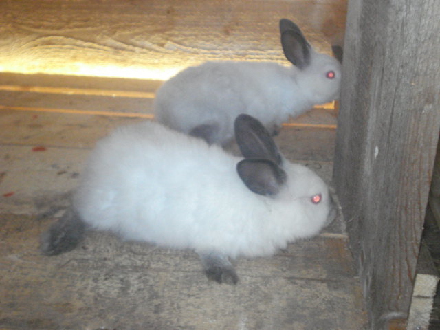 DSC08371 - Iepuri