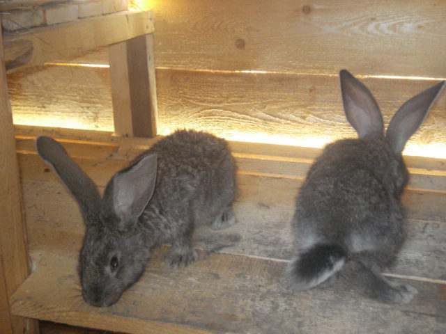 DSC08376 - Iepuri