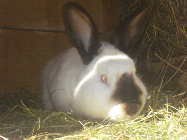 DSC08377 - Iepuri