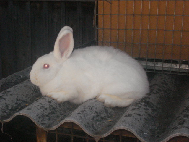 DSC08383 - Iepuri