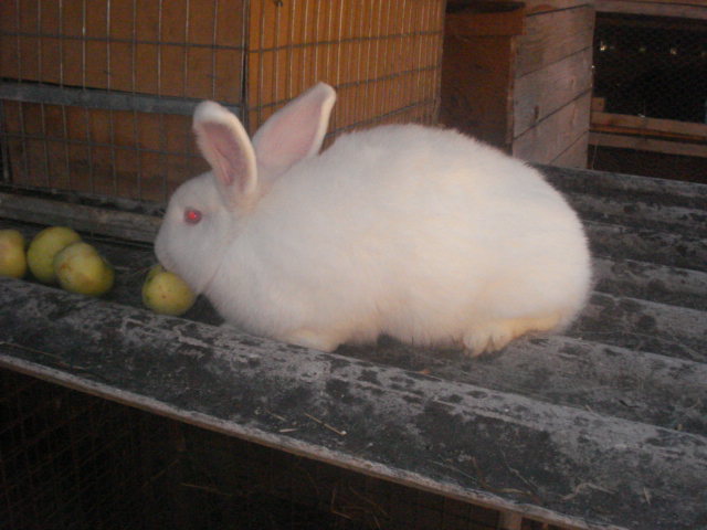 DSC08385 - Iepuri