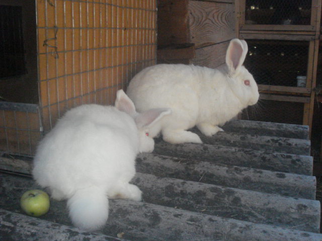 DSC08386 - Iepuri