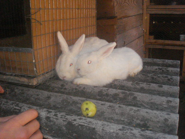 DSC08387 - Iepuri