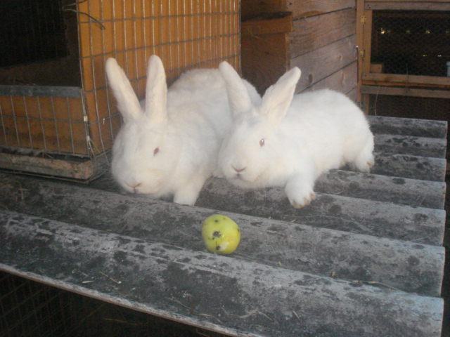 DSC08389 - Iepuri
