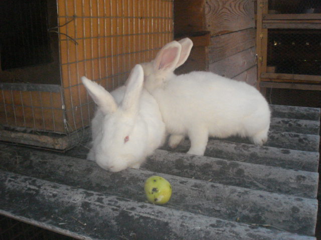 DSC08391 - Iepuri