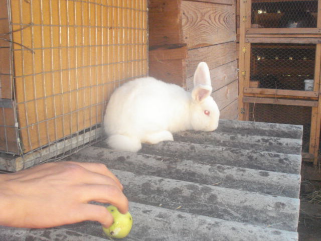 DSC08393 - Iepuri