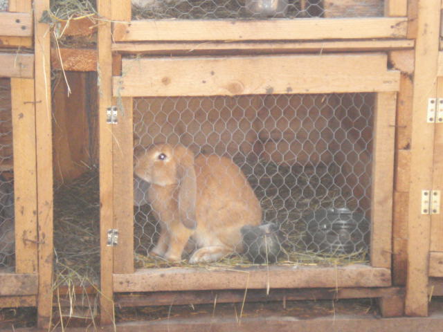 DSC08394 - Iepuri