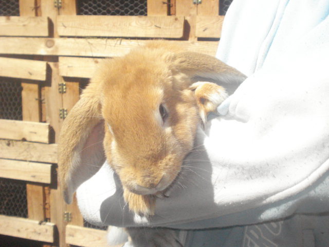 DSC08408 - Iepuri