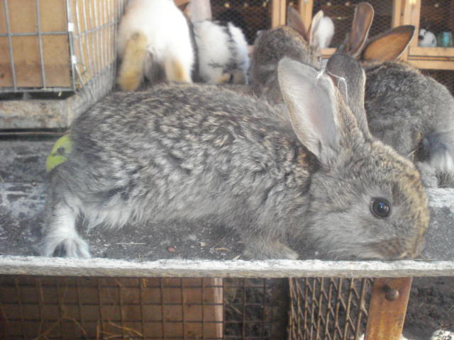 DSC08419 - Iepuri