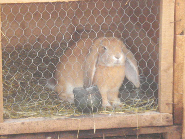DSC08422 - Iepuri