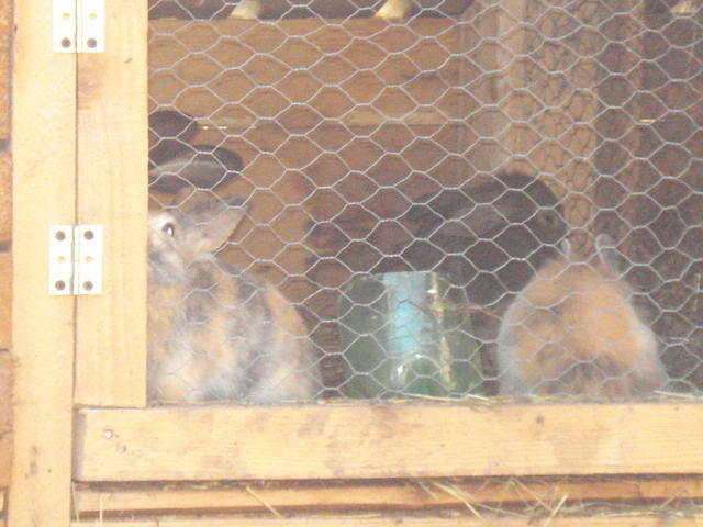 DSC08424 - Iepuri