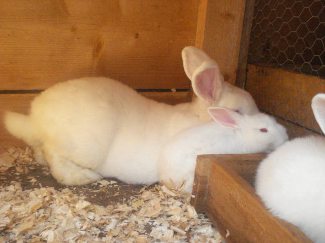 DSC08675 - Iepuri