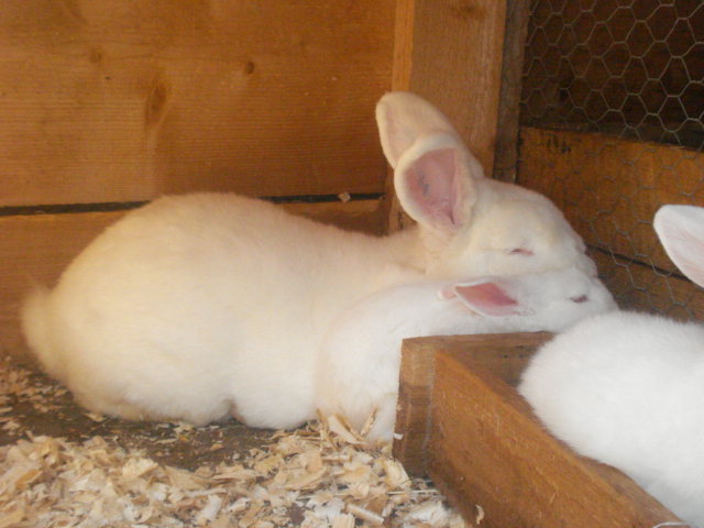 DSC08678 - Iepuri