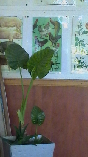 colocasia