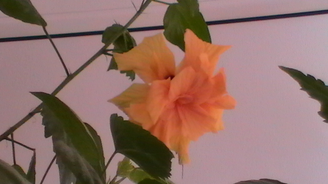 Hibiscus rosa-sinensis; inflorit in primavara
