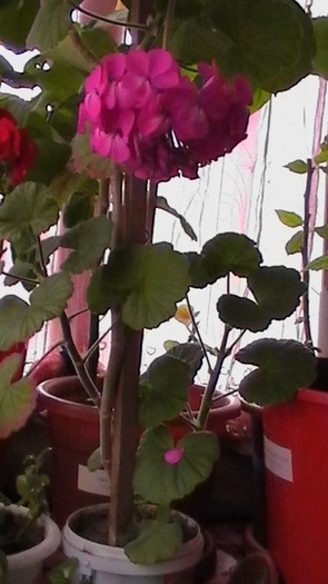 muscata roz - plantele  de apartament