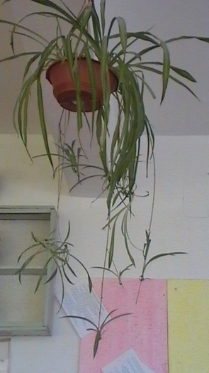 planta paianjen - plantele  de apartament