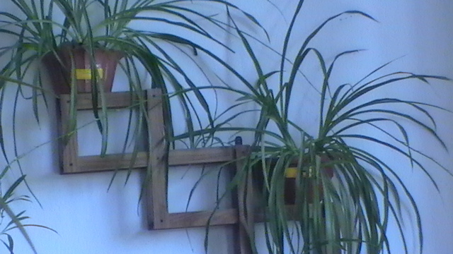 Chlorophytum comosum - plantele  de apartament
