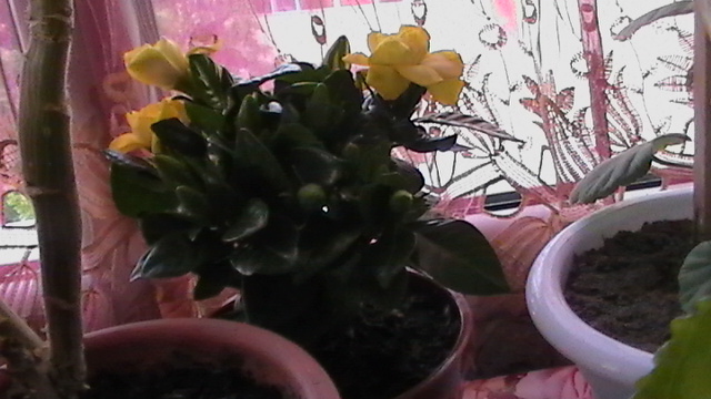 Gardenia jasminoides - plantele  de apartament