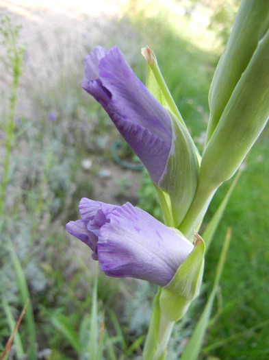 Purple Gladiolus (2011, August 24) - Gladiolus Purple