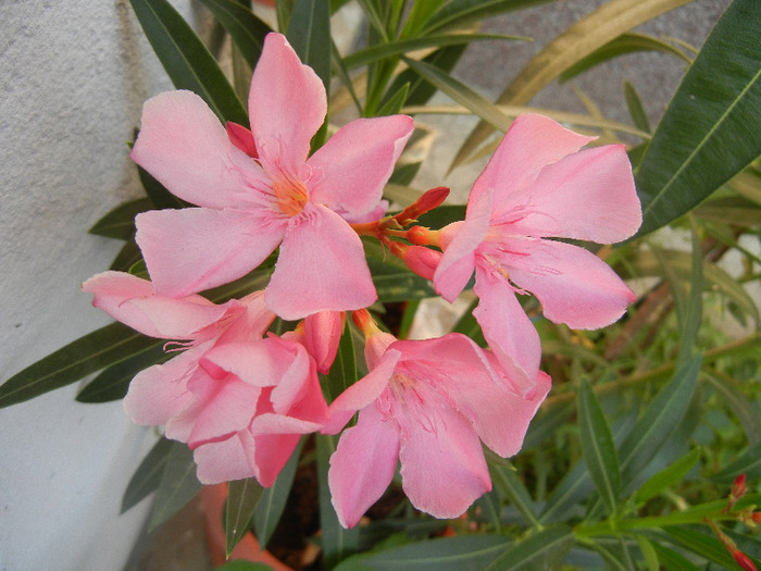 Pink Oleander (2011, August 25) - NERIUM Oleander