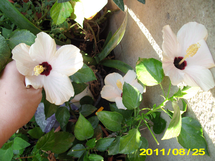 Picture 001 - hibiscus