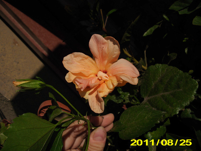 Picture 003 - hibiscus