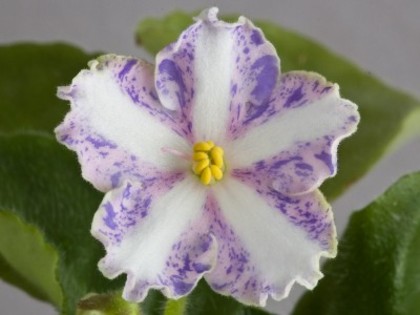 violeta chimera-Victorian Flirt - Plante dorite