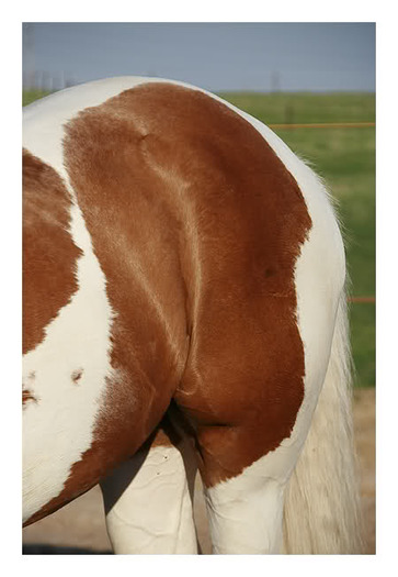 2nge638