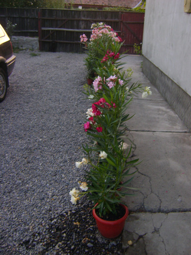 DSC05198 - Leandru 2011